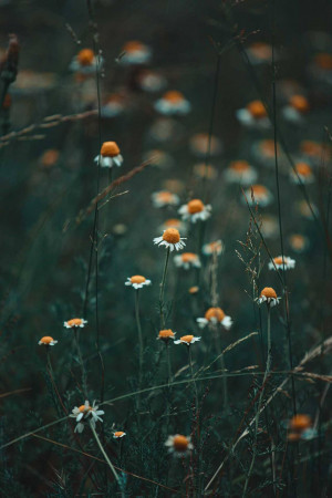 Close-up of white and orange daisies in a field