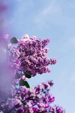 Close-up of purple lilac flowers against a blue sky