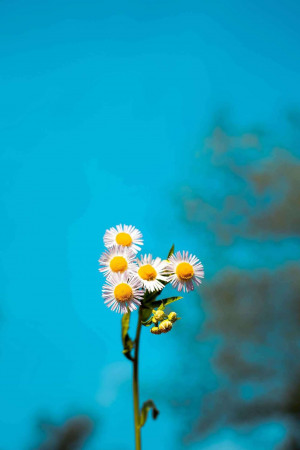 Close-up of white daisies with yellow centers against a bright blue sky
