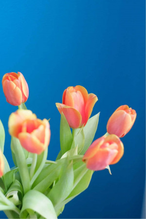 Close-up of orange and pink tulips against a blue background
