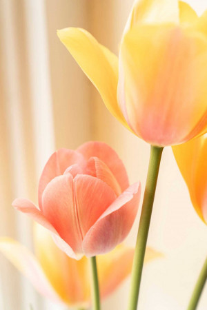 Close-up of pink and yellow tulips in soft light