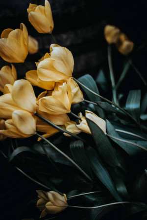 Close-up of yellow tulips against a dark background
