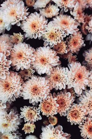 Close-up of a cluster of peach and white chrysanthemums floating on a dark background.
