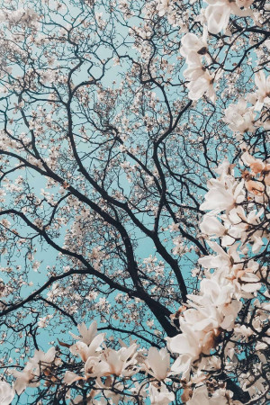 Close-up of white magnolia blossoms against a clear blue sky