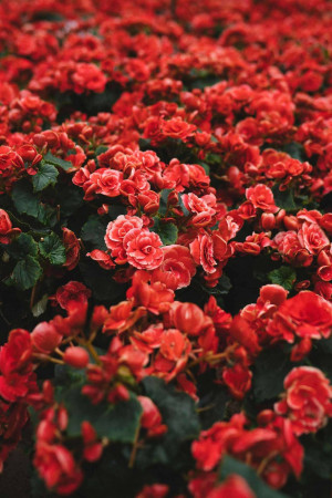 Close-up of a dense patch of bright red begonia flowers