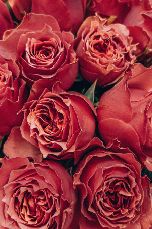 Close-up of a bouquet of deep red roses