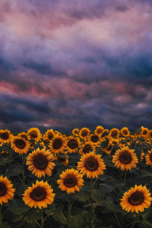 A field of sunflowers under a dramatic, colorful sunset sky.