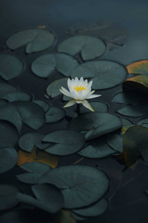 Close-up of a white water lily floating on a dark pond with green lily pads.
