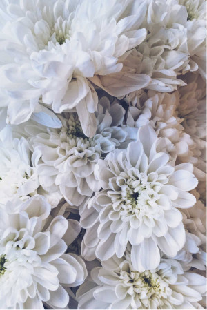 Close-up of a bouquet of white chrysanthemums