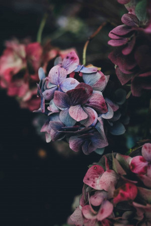Close-up of purple and pink hydrangea flowers against a dark background