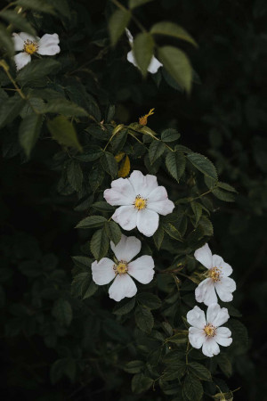 Close-up of delicate white roses with green foliage