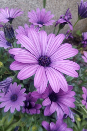 Close-up of a vibrant purple African daisy in full bloom