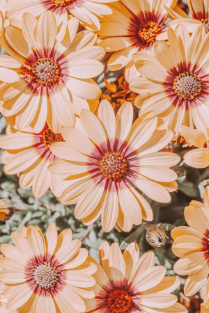 Close-up of peach-colored daisies with red centers