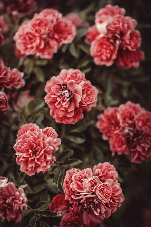 Close-up of a cluster of vibrant red peonies in full bloom