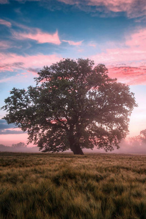 A majestic tree silhouetted against a vibrant pink and blue sunset over a golden field.