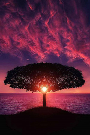 Silhouette of a tree against a vibrant sunset over the ocean