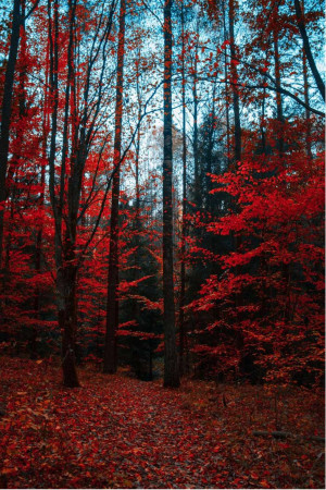 A path winding through a forest with vibrant red and dark trees.