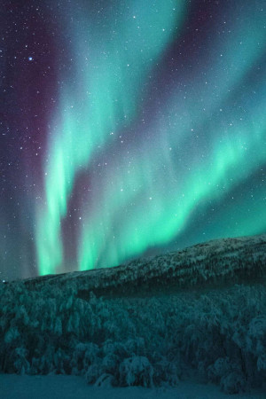 Aurora Borealis dancing over a snow-covered forest