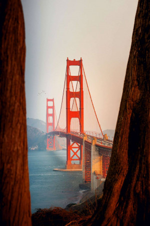 Golden Gate Bridge framed by trees at sunset