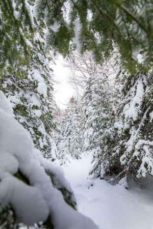 Snow-covered trees in a winter forest
