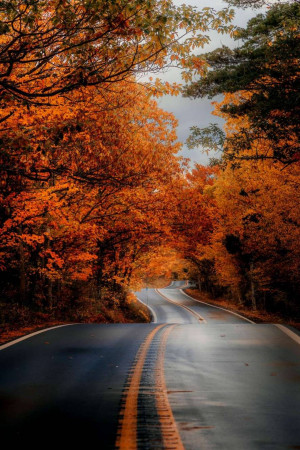 A winding road through a vibrant autumn forest.