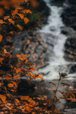 Close-up of a waterfall surrounded by autumn foliage
