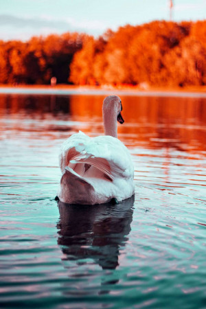 A white swan gracefully swimming on a calm lake with vibrant autumn colors reflected in the water.