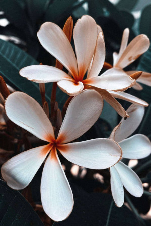 Close-up of white and orange plumeria flowers against a dark green background
