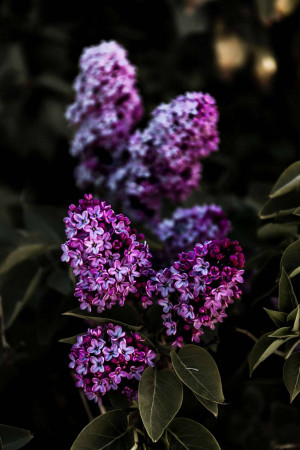 Close-up of purple lilac flowers in bloom