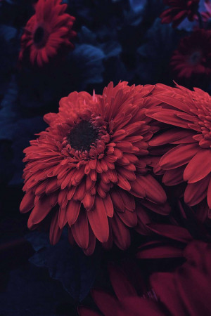 Close-up of vibrant red Gerbera daisies against a dark blue background
