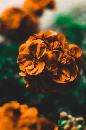 Close-up of a bright orange geranium flower with green foliage in the background.