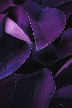 Close-up of vibrant purple leaves with water droplets