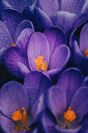 Close-up of purple crocus flowers with water droplets
