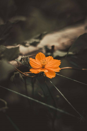 Close-up of a single orange cosmos flower against a muted background