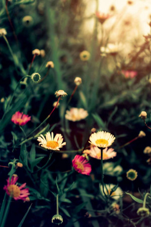 Close-up of wildflowers in a field with sunlight
