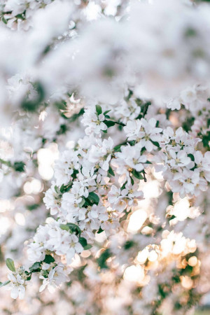 Close-up of white blossoms on tree branches