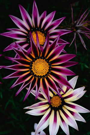 Close-up of vibrant purple and white gazania flowers with yellow centers