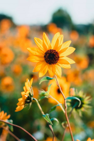 Close-up of a vibrant yellow sunflower in a field