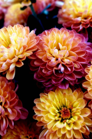 Close-up of vibrant orange and red chrysanthemums in bloom