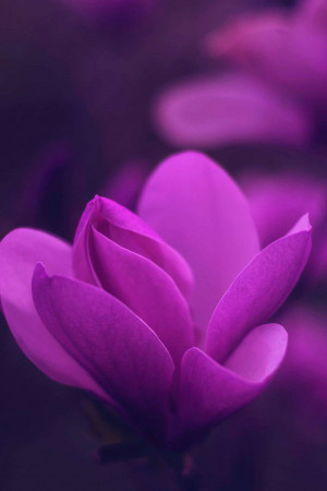 Close-up of a vibrant pink magnolia flower in bloom