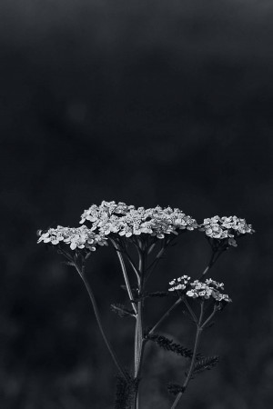 Close-up of white wildflowers against a dark background