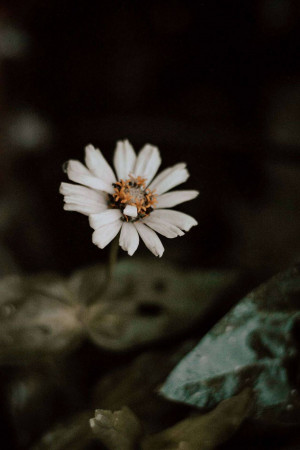 Close-up of a single white daisy with a dark background