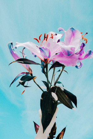 Close-up of a pink and purple lily flower against a blue sky