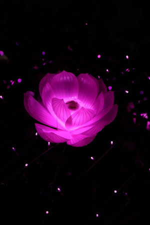 A close-up of a glowing pink lotus flower against a dark background.