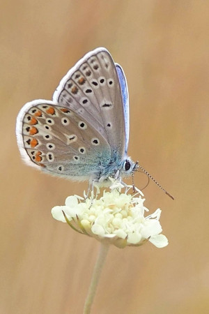 A close-up of a Common Blue butterfly resting on a white clover flower.