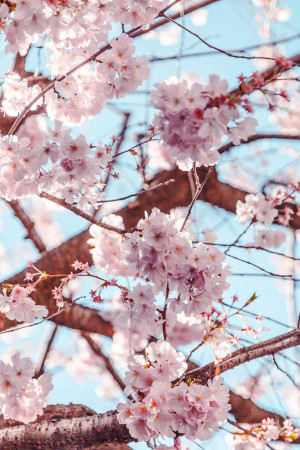 Close-up of pink cherry blossoms against a blue sky