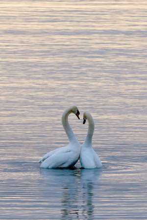 Two white swans forming a heart shape with their necks on calm water