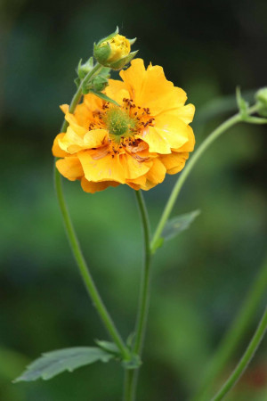 Golden Ranunculus Golden Ranunculus Bloom Advertisement For LinkedIn