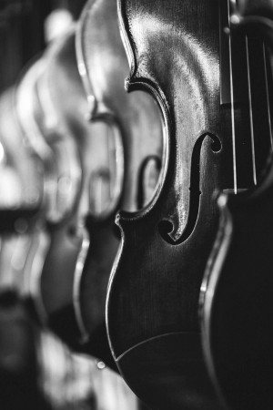 Close-up of several violins hanging in a row