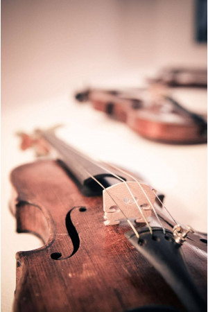 Detailed view of a violin's neck and strings